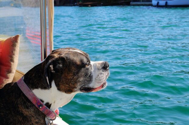 Are Sandbar Boat Excursions in Key West Worth it Are Sandbar Boat Excursions in Key West Worth it