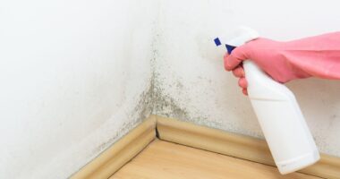 The Best Shoulder Tri-Set Routines For Mass! The Hidden Dangers of Mold in Your Gym – What You Need to Know?
